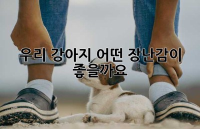 우리 강아지, 어떤 장난감이 좋을까요?🐶