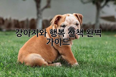 강아지와 행복 산책 완벽 가이드